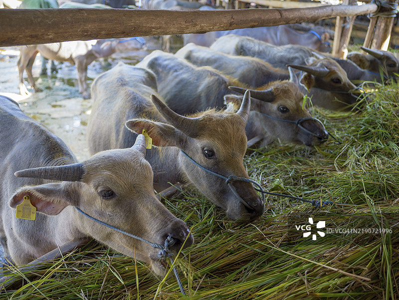 年轻的水牛（Bubalus arnee）市场，兰特帕奥，塔纳托拉贾，苏拉威西，印度尼西亚，亚洲图片素材