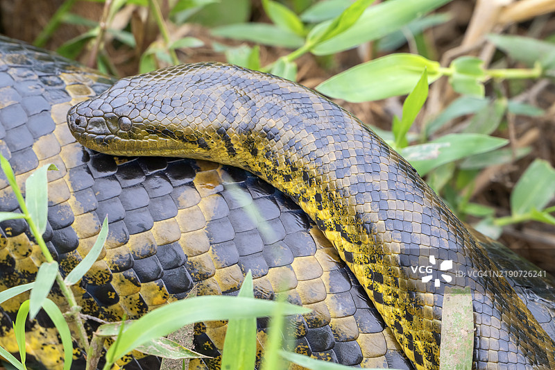 黄蟒（Eunectes notaeus），也称为巴拉圭蟒或南方蟒，蟒科（Boidae），小雄性与体型更大的雌，潘塔纳尔，内陆，湿地，联合国教科文组织生物圈保护区，世界遗产，湿地生境，马托格罗索，巴西图片素材