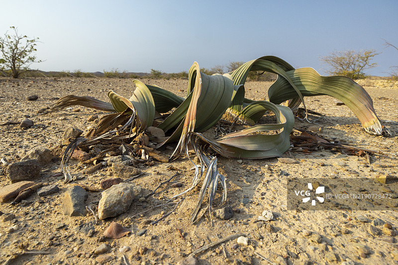 奇特的韦尔维奇亚，纳米比亚，非洲图片素材