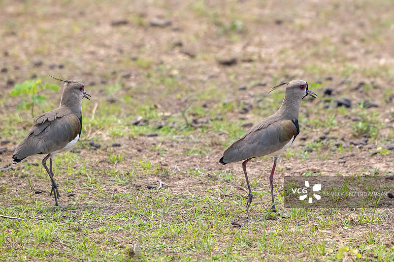 青铜环翅鸥（Vanellus chilensis），潘塔纳尔，内陆，湿地，联合国教科文组织生物圈保护区，世界遗产，湿地生境，马托格罗索，巴西，南美洲图片素材