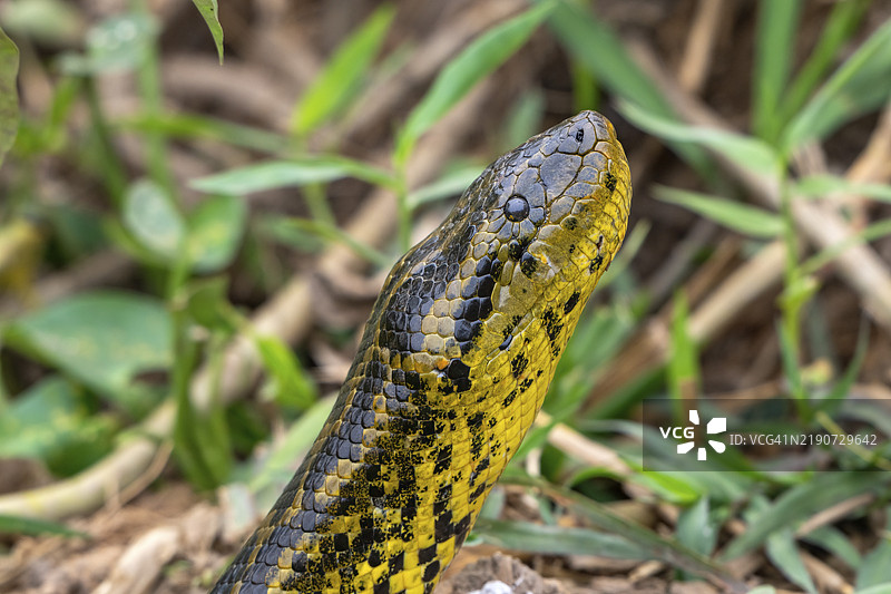 黄蟒(Eunectes notaeus),也称为巴拉圭蟒或南方蟒,蟒科(Boidae),缠绕蛇,动物肖像,潘塔纳尔,内陆,湿地,联合国教科文组织生物圈保护区,世界遗产,湿地生境,巴西马托格罗索。图片素材