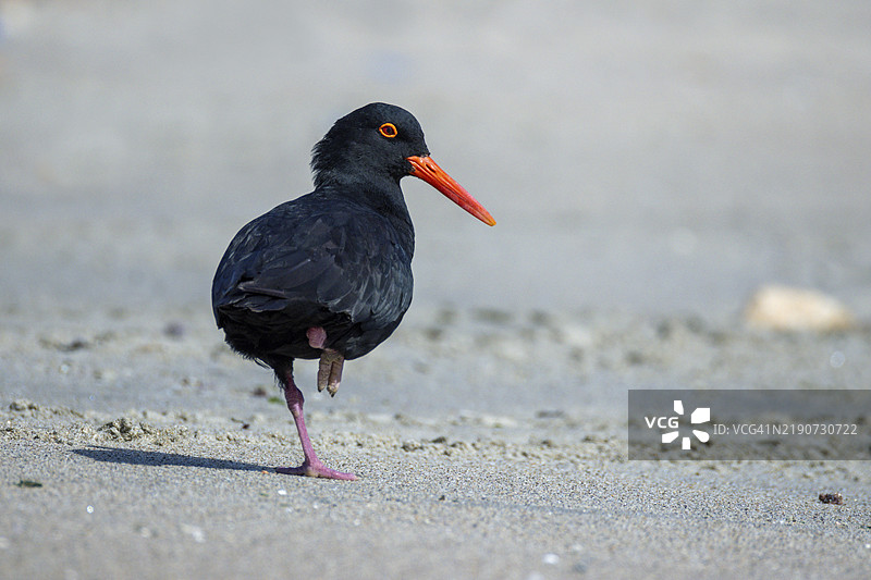 非洲黑贻贝鸟（Haematopus moquini）栖息在纳米比亚的沙滩上，利米科尔，非洲图片素材