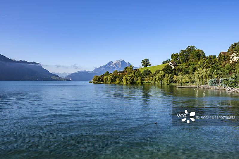 瑞士卢塞恩的维基斯，清澈天空下的湖泊与山脉构成的田园风光图片素材