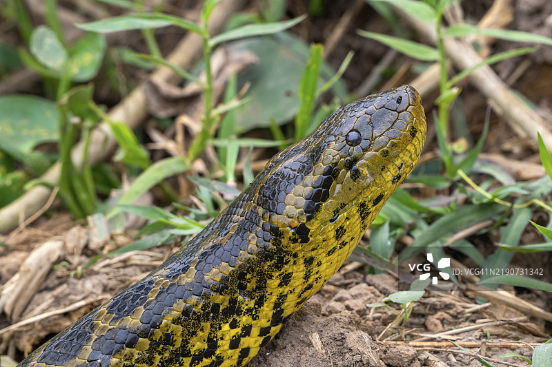 黄蟒（Eunectes notaeus），也称为巴拉圭蟒或南方蟒，蟒科（Boidae），动物肖像，潘塔纳尔，内陆，湿地，联合国教科文组织生物圈保护区，世界自然遗产地，湿地生境，巴西马托格罗索，南美洲图片素材