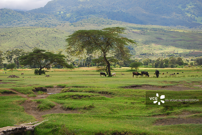 梅鲁山脚下的绿草地图片素材