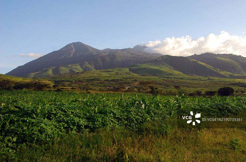 香蕉作物与梅鲁山图片素材