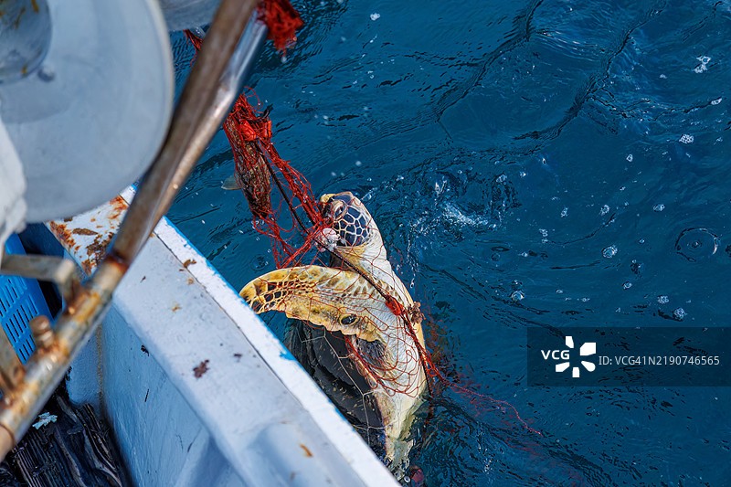 绿海龟,绿海龟,绿海龟(Chelonia mydas)。之后,他们愉快地返回了大海。一位渔民请我为他拍照,我被允许陪他乘船用龙虾刺网捕鱼。图片素材