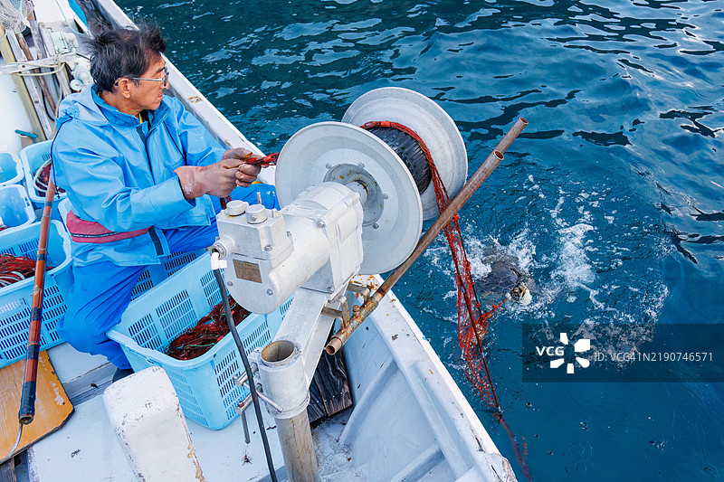 双壳绿海龟,绿海龟,绿海龟(Chelonia mydas)。之后,他们愉快地返回了大海。图片素材