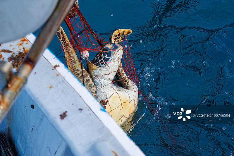 双壳绿海龟,绿海龟,绿海龟(Chelonia mydas)。之后,他们愉快地返回了大海。一位渔民请我为他拍照,我被允许陪他乘船用龙虾刺网捕鱼。图片素材