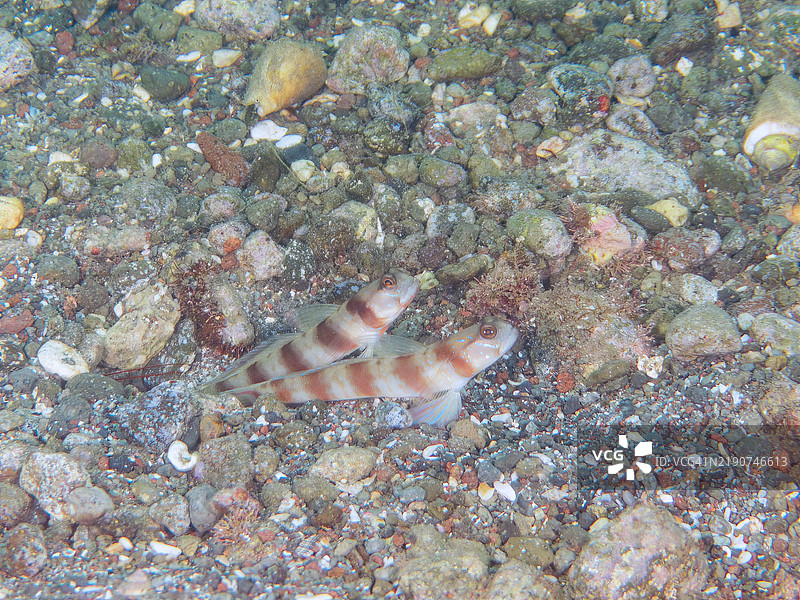三种生物在沙地中共存：日本虾虎鱼（Amblyeleotris japonica）、蓝花虎鱼（Ptereleotris hanae）和虎虾（Alpheus bellulus）。静冈县南伊豆伊豆半岛的平藏滨海滩 - 2024年。图片素材