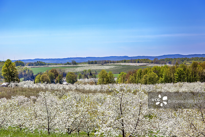 特拉弗斯城，世界樱桃之都图片素材