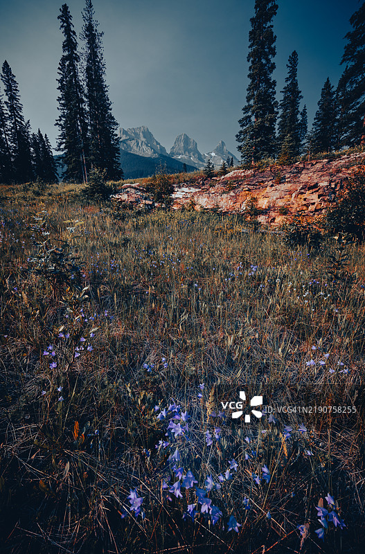 三姐妹山附近的蓝色花朵图片素材