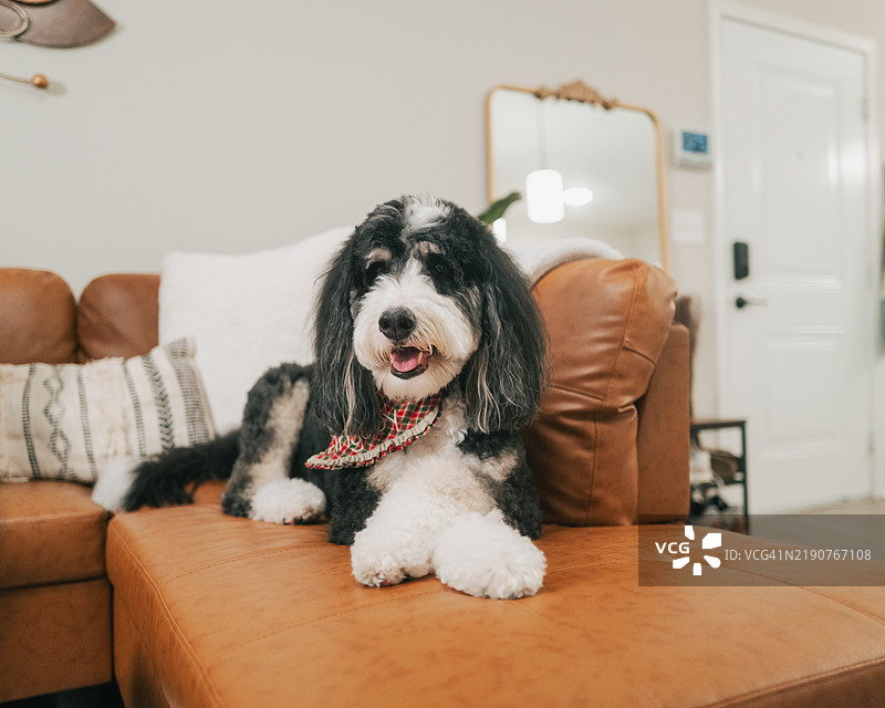 伯恩犬贵宾犬在沙发上放松 - 家庭图片素材