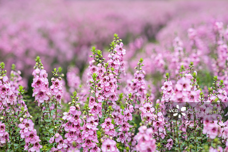 粉色的鼠尾草在花园中盛开。光影交错，背景模糊且有散景，选择性对焦。图片素材