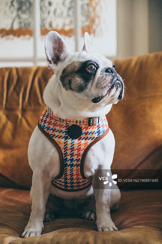 法国斗牛犬坐在皮沙发上望向窗外图片素材