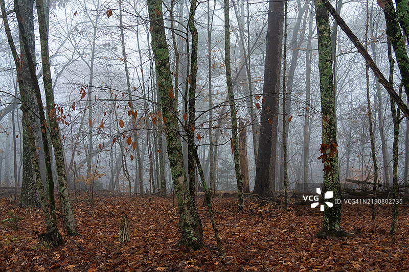 森林中的雾和树木图片素材