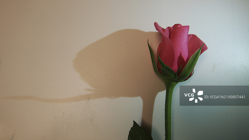 一朵带有阴影效果的粉色玫瑰图片素材