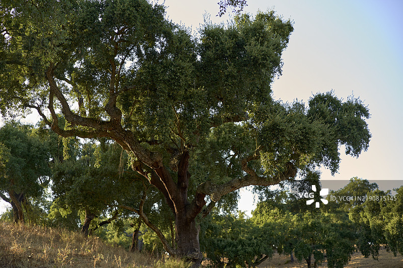 古老的软木橡树在宁静的地中海风景中，黄昏时分绿意盎然的树冠，葡萄牙图片素材