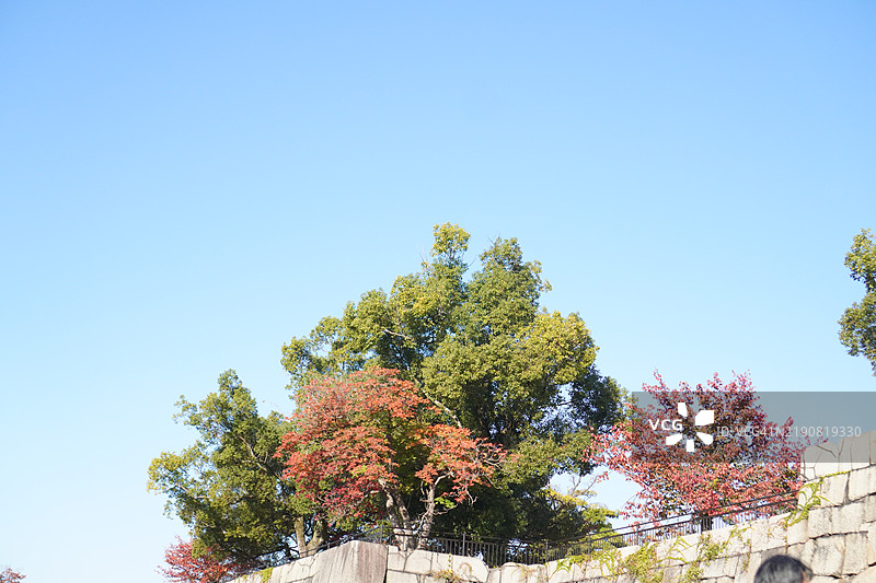 红色和绿色的树图片素材