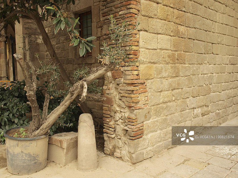 古老的石砖墙旁边有一盆橄榄树和一个风化的路桩，西班牙巴塞罗那图片素材