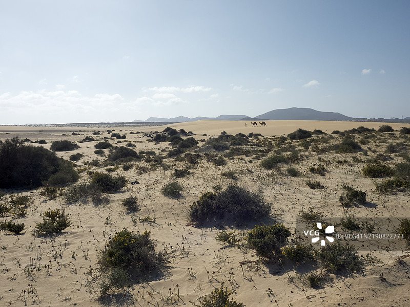 宁静的沙漠景观，绿灌木在晴朗的天空下，远处可以看到一群骆驼在背景中行走，福特文图拉岛，西班牙图片素材