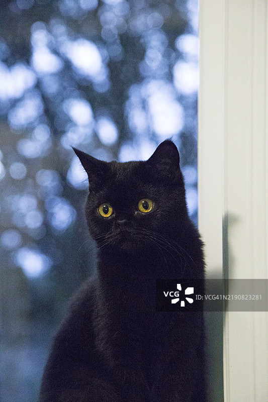 忧伤的黑猫，明亮的黄色眼睛，坐在窗边，背景是模糊的树木，黄昏时分，奥克兰，新西兰图片素材