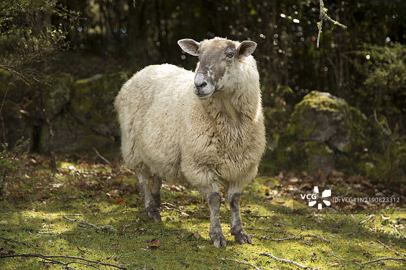 一只羊站在阳光明媚的森林空地上，周围是绿色的灌木和投下斑驳阴影的树木，新西兰奥克兰图片素材
