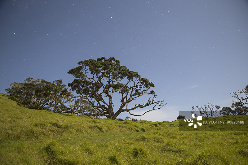 雄伟的树木独自矗立在郁郁葱葱的绿色田野中，星空璀璨，位于新西兰北岛。图片素材