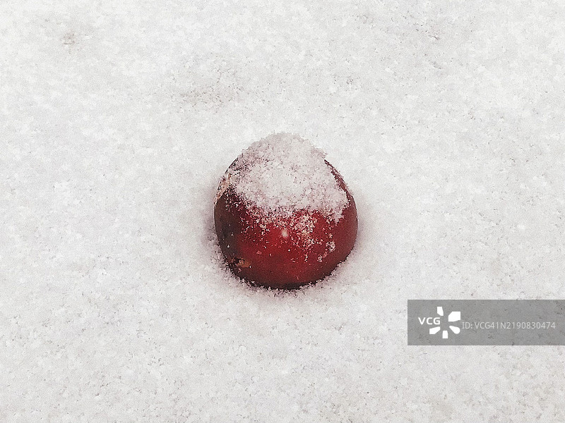 雪中的苹果落果图片素材