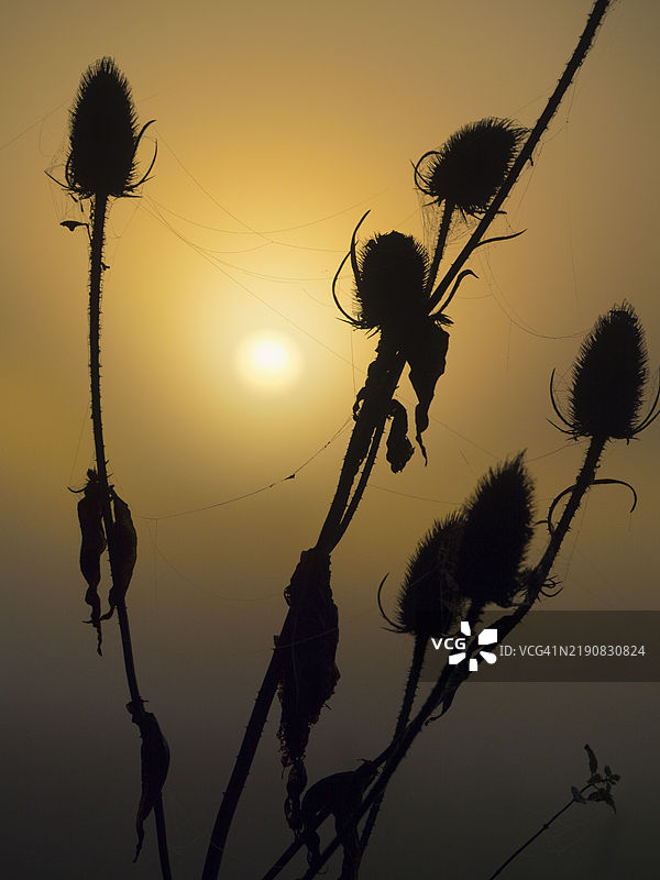 日出时逆光照射下的干枯茶蓟种子头，阿宾顿图片素材