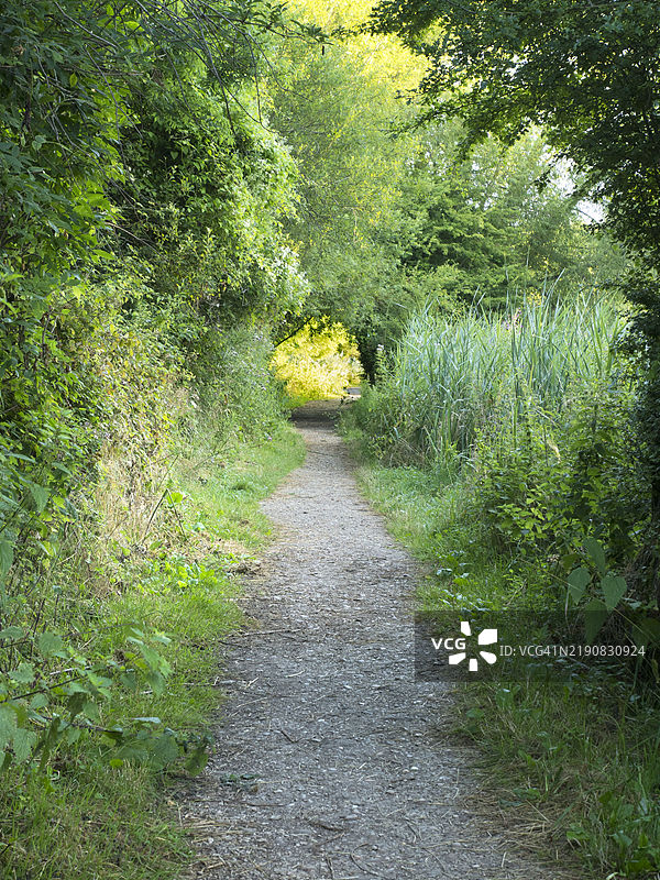 通往牛津的泰晤士河小径上的树木拱门图片素材