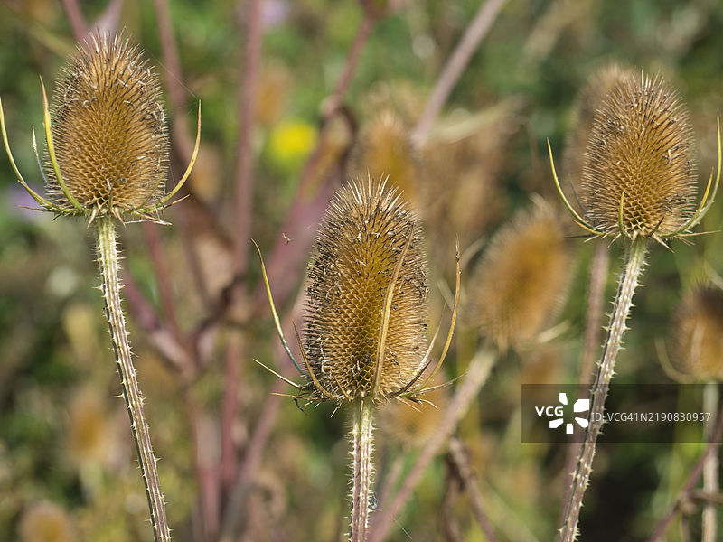 泰晤士河小径上的干枯茶蓟种子头，位于肯宁顿草地。图片素材
