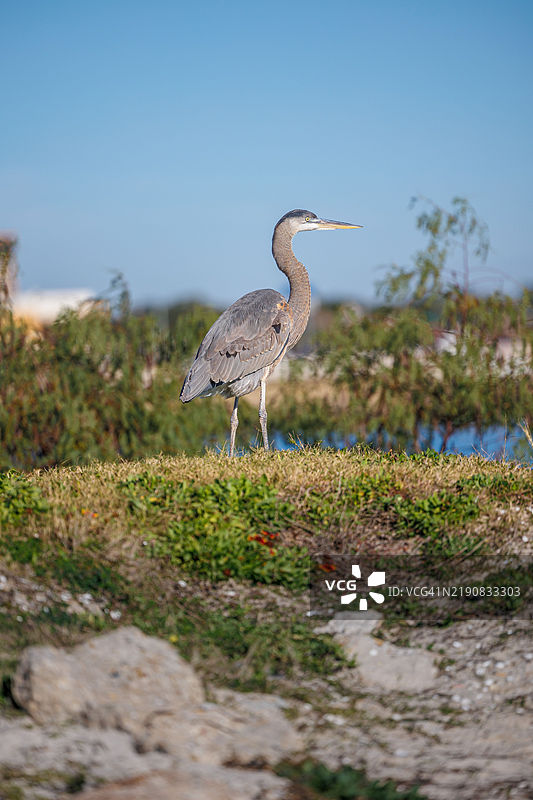密西西比州比洛克运河岸边的伟大蓝鹭（Ardea herodias）图片素材