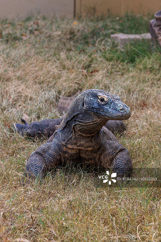 田纳西州查塔努加动物园的科莫多龙蜥蜴图片素材