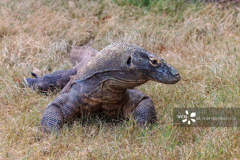 田纳西州查塔努加动物园的科莫多龙蜥蜴图片素材