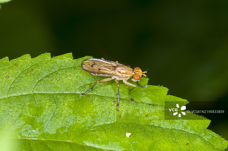 停在绿色植物叶子上的海洛米兹蝇图片素材