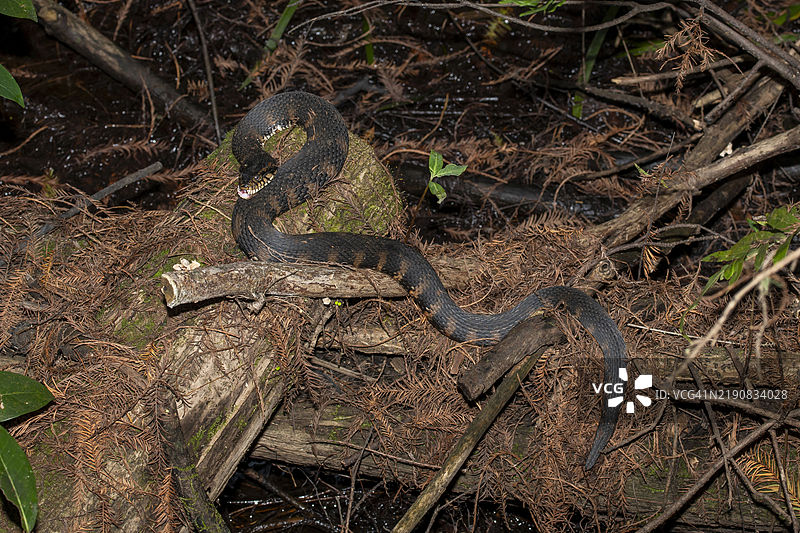 佛罗里达大沼泽地的一条南方水蛇全身长视图图片素材