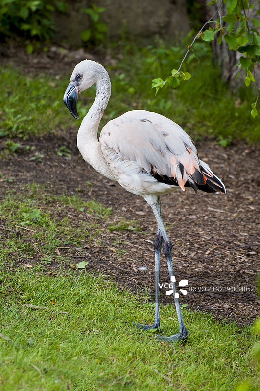 11个月大的加勒比火烈鸟，尚未完全呈现粉色。图片素材