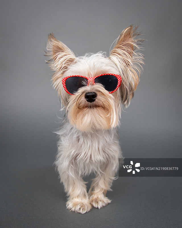 一只戴着太阳镜的金色茶杯约克夏犬在灰色背景前的肖像图片素材