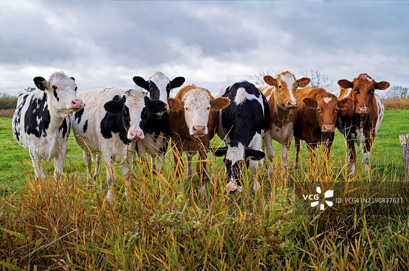 八头好奇的牛在秋天的田野里排成一排，东弗里西亚，下萨克森，德国图片素材