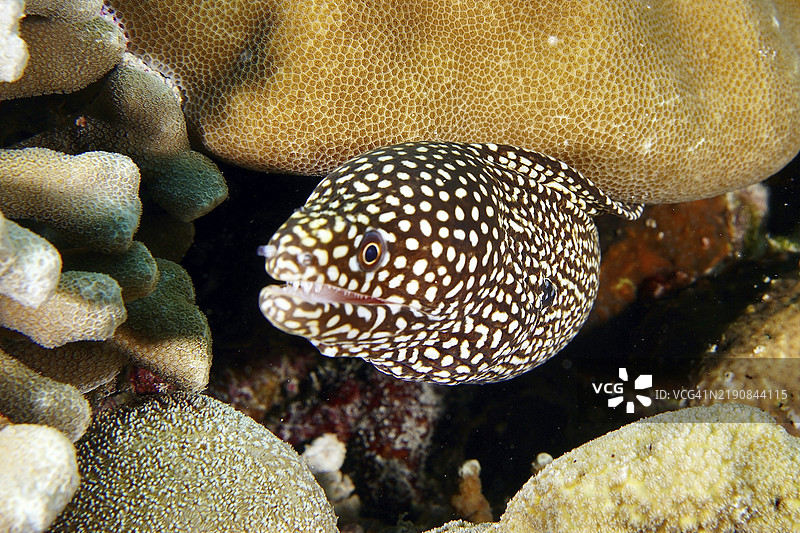 斑点海鳗、珍珠海鳗、白口海鳗（Gymnothorax meleagris），藏身于珊瑚之间，潜水地点：珊瑚花园，门贾干，巴厘岛，印度尼西亚，亚洲图片素材
