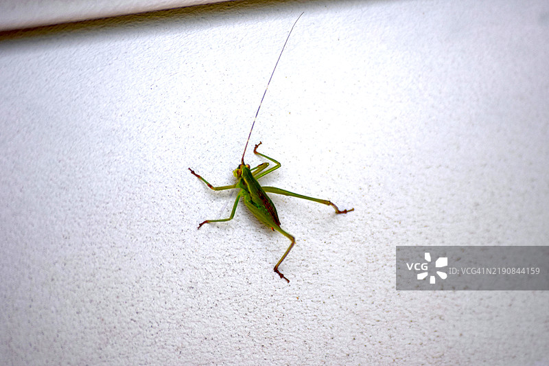 绿色蟋蟀图片素材