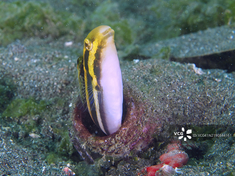 一条条纹拟态鳗鱼（Petroscirtes breviceps）从海底的瓶子里探出头来，潜水地点为印度尼西亚巴厘岛吉利马努克的秘密湾。图片素材
