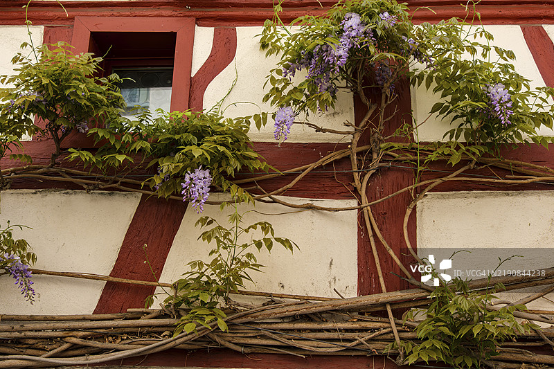 德国巴登-符腾堡州乌伯林根老城区被紫藤覆盖的历史半木结构建筑图片素材