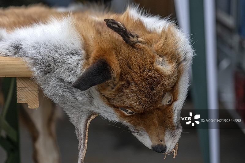 巴伐利亚的狐狸毛皮，德国，欧洲图片素材