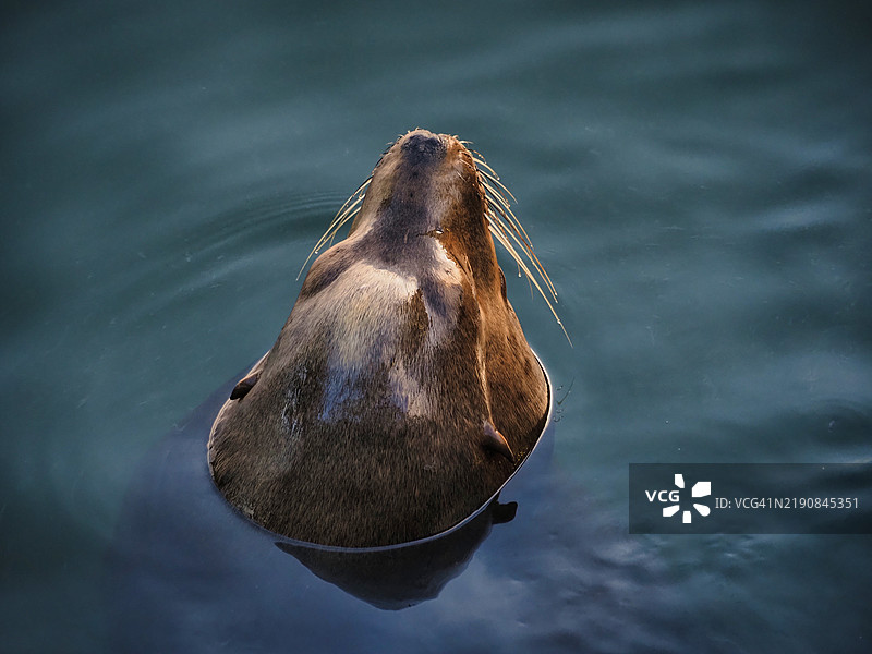 从高处俯瞰海洋中的海豹，俄勒冈州纽波特，美国图片素材