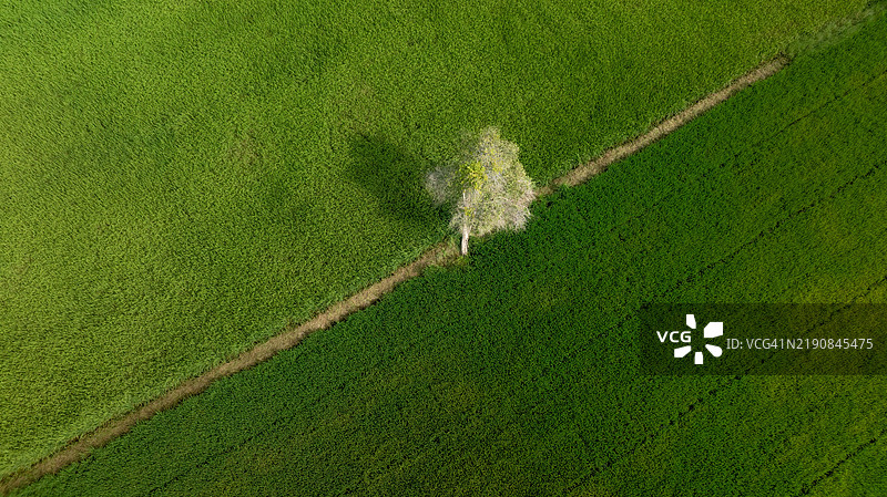 越南农业田野的鸟瞰图图片素材