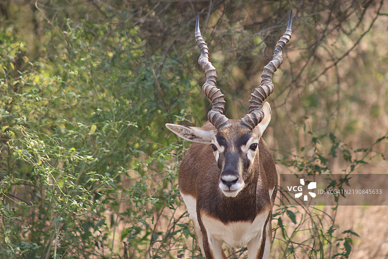 森林中的鹿肖像图片素材