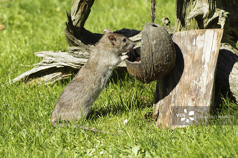 挪威鼠站在树根前，靠着食物碗，向右看。图片素材