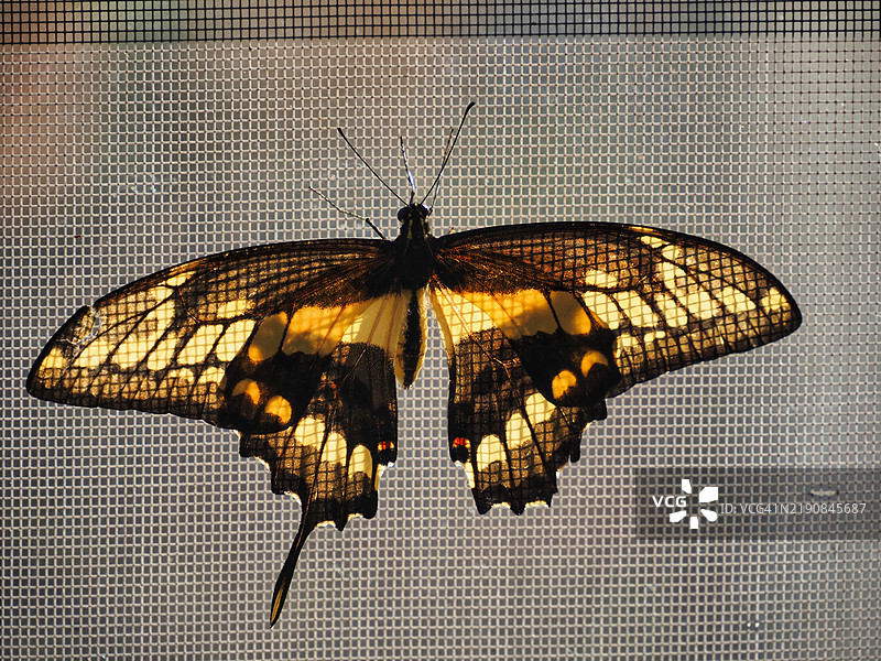 蝴蝶特写图片素材